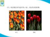 蘇教版科學(xué)五年級下冊10晝夜對植物的影響PPT課件完美版