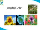 蘇教版科學(xué)五年級下冊10晝夜對植物的影響PPT課件完美版修改