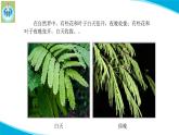 蘇教版科學(xué)五年級下冊10晝夜對植物的影響PPT課件完美版修改