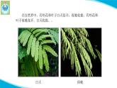 苏教版科学五年级下册10昼夜对植物的影响PPT课件完美版修改