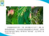 蘇教版科學(xué)五年級下冊10晝夜對植物的影響PPT課件完美版修改