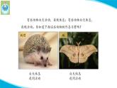 苏教版科学五年级下册11昼夜对动物的影响PPT课件