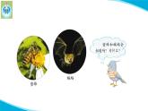 苏教版科学五年级下册11昼夜对动物的影响PPT课件