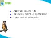 苏教版科学五年级下册11昼夜对动物的影响PPT课件完美版修改