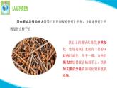 苏教版科学六年级上册2铁钉生锈PPT课件