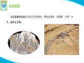 苏教版科学六年级上册9化石告诉我们什么PPT课件