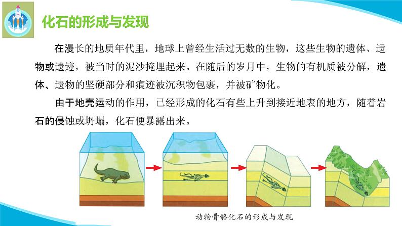 苏教版科学六年级上册9化石告诉我们什么PPT课件07