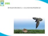 蘇教版科學(xué)六年級下冊6有趣的食物鏈PPT課件