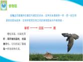 蘇教版科學(xué)六年級下冊6有趣的食物鏈PPT課件