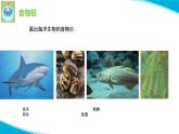 蘇教版科學(xué)六年級下冊6有趣的食物鏈PPT課件