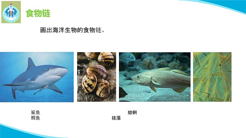 苏教版科学六年级下册6有趣的食物链PPT课件第5页