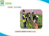 蘇教版科學(xué)六年級(jí)下冊(cè)7做個(gè)生態(tài)瓶PPT課件