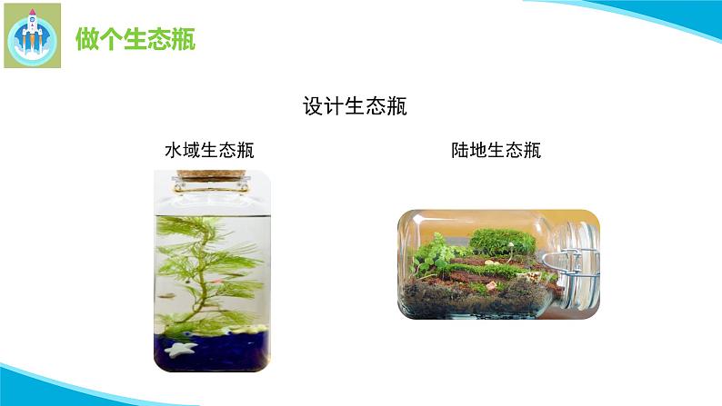 苏教版科学六年级下册7做个生态瓶PPT课件第6页