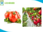 粤科粤教版科学一年级上册5常见的水果和蔬菜PPT课件修改