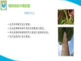 粤科粤教版科学二年级上册2樟树与彩叶草课件