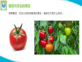 粤科粤教版科学二年级上册4番茄与花生课件