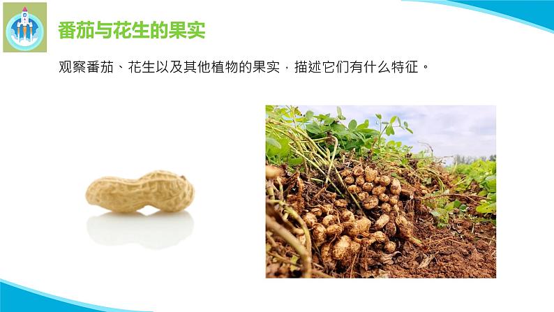 粤科粤教版科学二年级上册4番茄与花生课件04