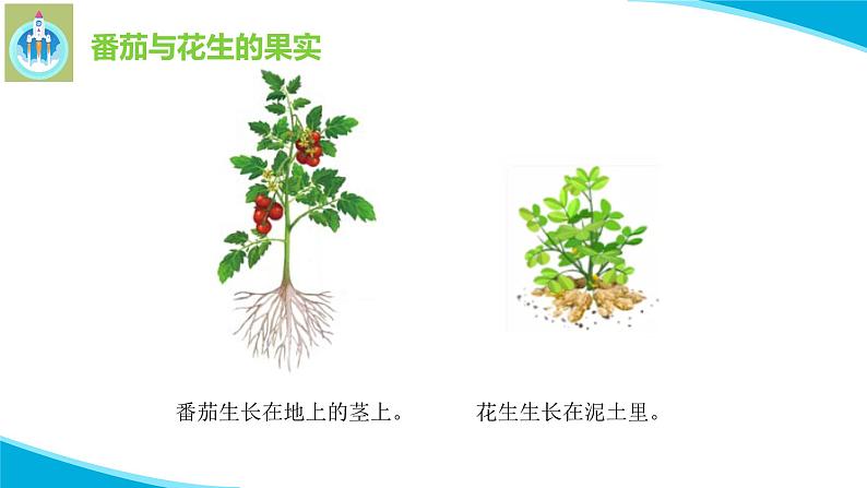 粤科粤教版科学二年级上册4番茄与花生课件05