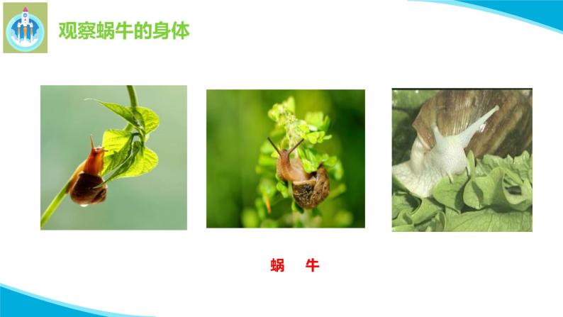 粤科粤教版科学二年级下册1菜叶上的蜗牛PPT课件04