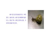 粤科粤教版科学二年级下册1菜叶上的蜗牛PPT课件