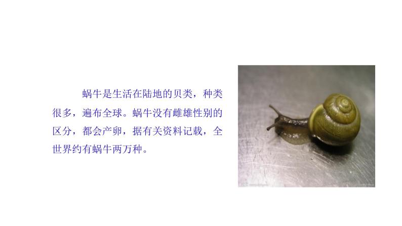 粤科粤教版科学二年级下册1菜叶上的蜗牛PPT课件05