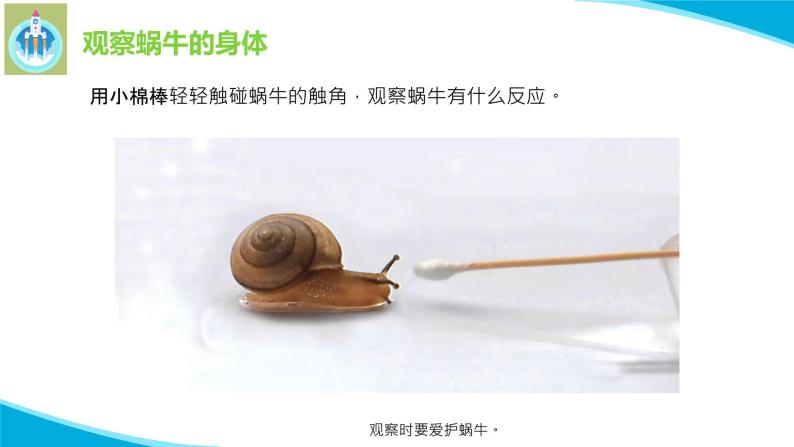 粤科粤教版科学二年级下册1菜叶上的蜗牛PPT课件07