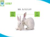 粤科粤教版科学二年级下册4家里的兔子PPT课件