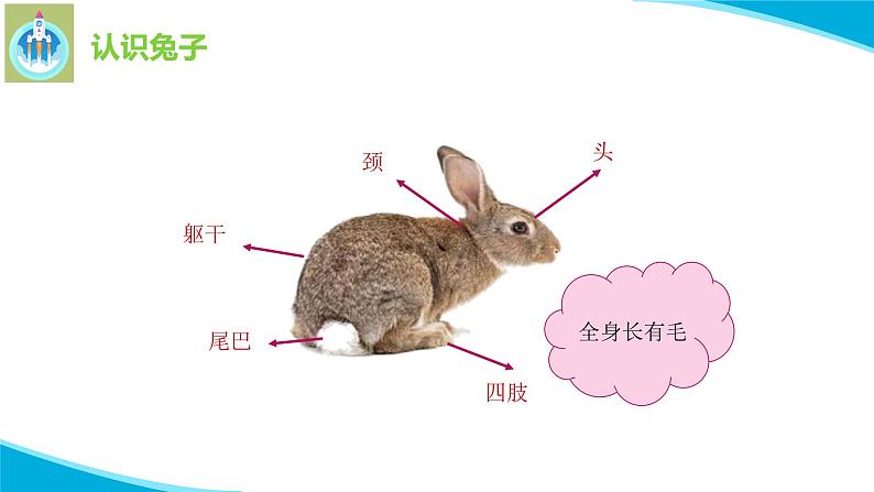 粤科粤教版科学二年级下册4家里的兔子PPT课件07