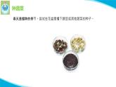 粵科粵教版科學(xué)二年級下冊6動手種蔬菜PPT課件