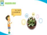 粵科粵教版科學(xué)二年級下冊7誰的蔬菜長得好PPT課件