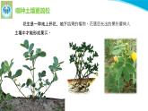 粤教版科学三年级下册科学3土壤与植物PPT课件修改版