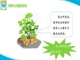 粤教版科学三年级下册科学3土壤与植物PPT课件修改版