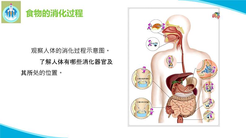 粤教版科学三年级下册科学7食物的消化PPT课件修改版07