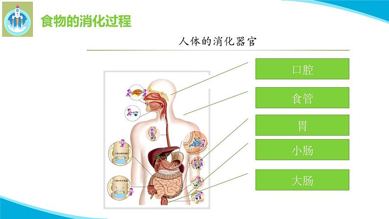 粤教版科学三年级下册科学7食物的消化PPT课件修改版08