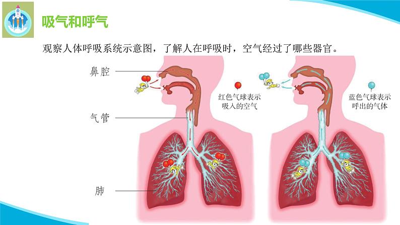 粤教版科学三年级下册科学8我们离不开呼吸PPT课件修改版07