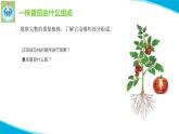 粤教版科学三年级下册科学11一株番茄PPT课件修改版