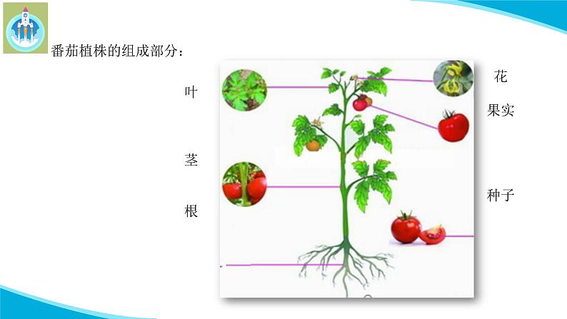 粤教版科学三年级下册科学11一株番茄PPT课件修改版07