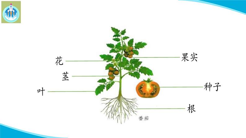 粤教版科学三年级下册科学11一株番茄PPT课件修改版08