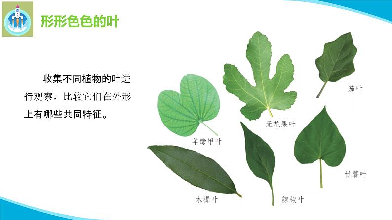 粤教版科学三年级下册科学12植物的叶PPT课件修改版第6页