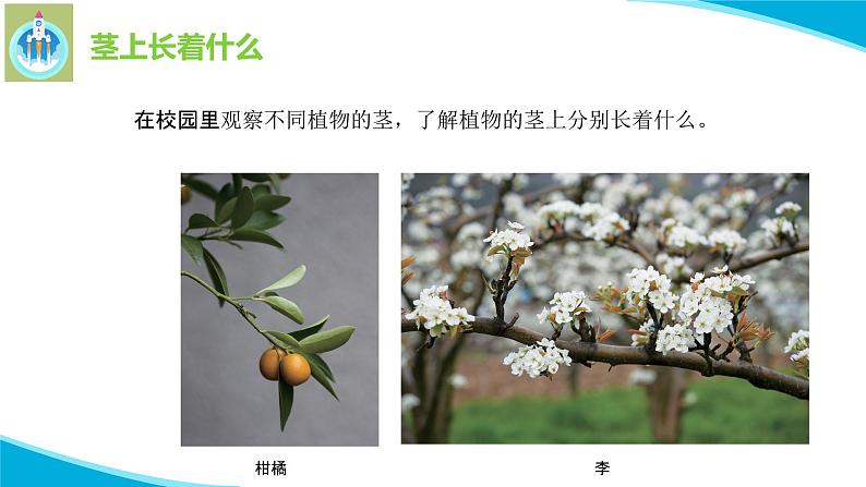 粤教版科学三年级下册科学13植物的茎PPT新版课件第5页