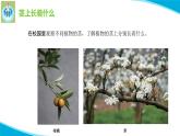 粤教版科学三年级下册科学13植物的茎PPT新版课件