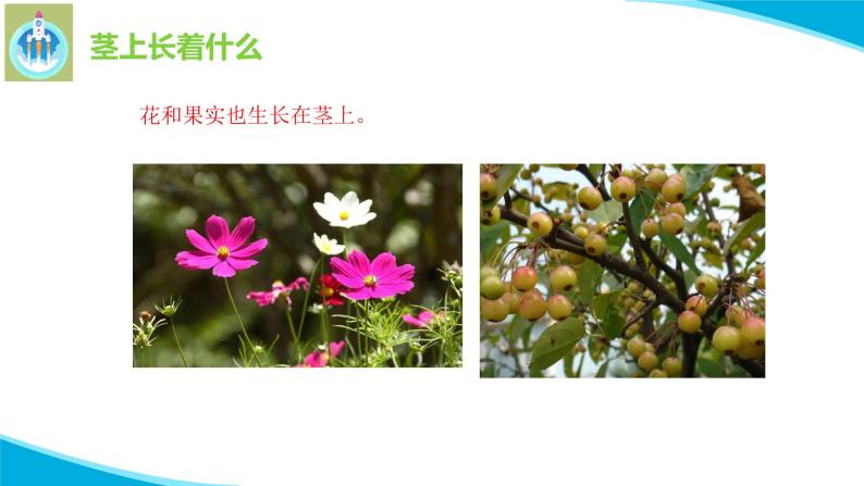 粤教版科学三年级下册科学13植物的茎PPT新版课件06