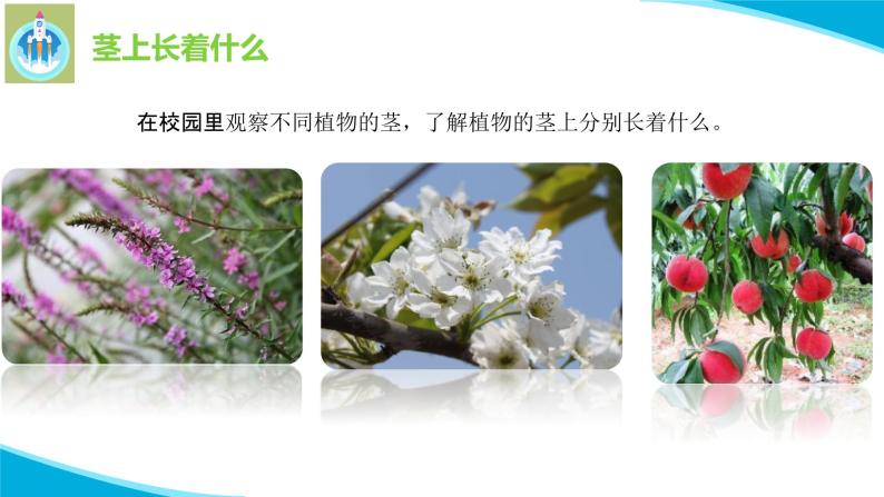 粤教版科学三年级下册科学13植物的茎PPT新版课件07