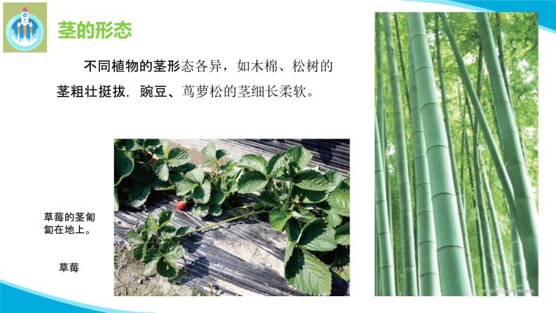 粤教版科学三年级下册科学13植物的茎PPT新版课件08