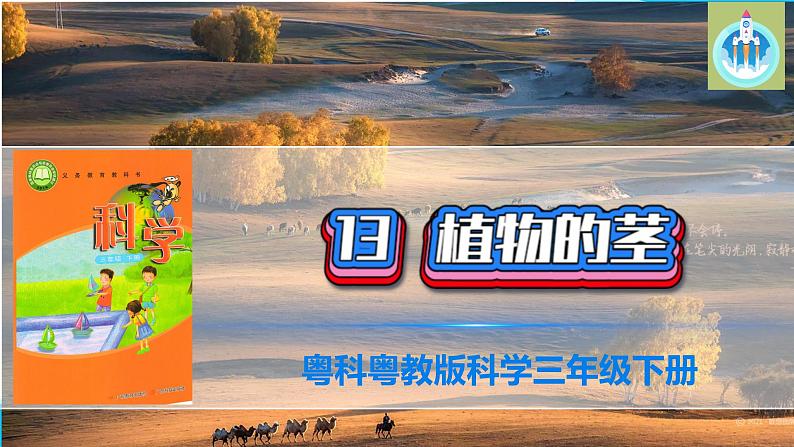 粤教版科学三年级下册科学13植物的茎PPT课件第1页