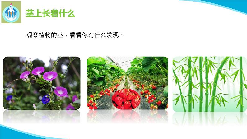 粤教版科学三年级下册科学13植物的茎PPT课件第3页