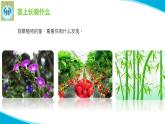 粤教版科学三年级下册科学13植物的茎PPT课件
