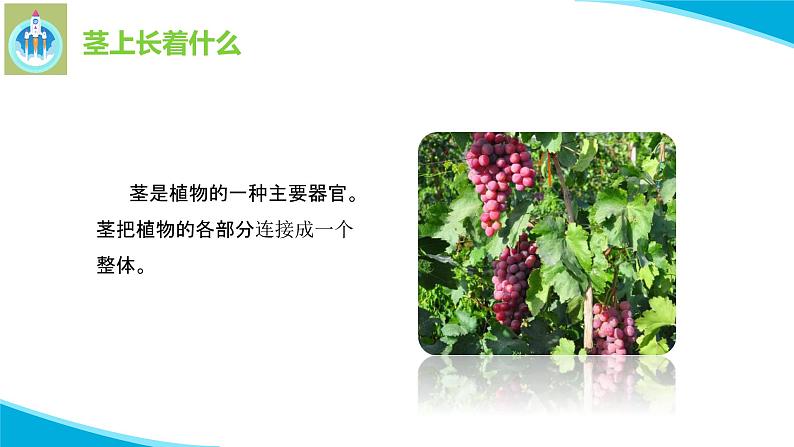粤教版科学三年级下册科学13植物的茎PPT课件第4页