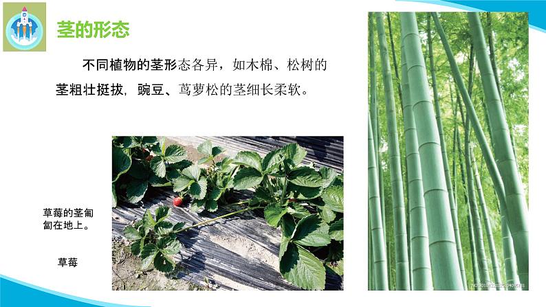 粤教版科学三年级下册科学13植物的茎PPT课件第8页