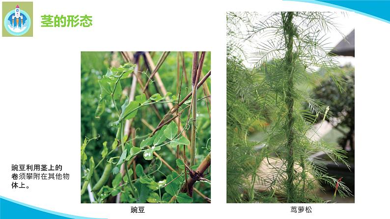 粤教版科学三年级下册科学13植物的茎PPT课件修改版08